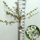 Viburnum plic. Kilimandjaro 90 cm stam 7,5L