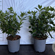 Viburnum tinus 30-40 cm 2,5L