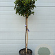 Viburnum tinus 80 cm stam 12L