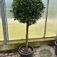 Viburnum tinus halfstam container solitair