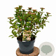 Viburnum tin. 'Eve Price' 40-50 cm 5,0L