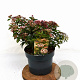 Viburnum tin. 'Eve Price' 40-50 cm 5,0L