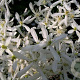 Clematis terniflora mandshurica 80 cm rozenpot 2L