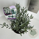 Convolvulus cneorum 10-15 cm 2,0L