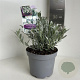 Convolvulus cneorum 10-15 cm 2,0L