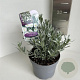 Convolvulus cneorum 10-15 cm 2,0L