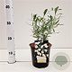 Convolvulus cneorum 20-25 cm C1.5