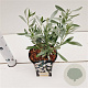 Convolvulus cneorum 20-25 cm C1.5