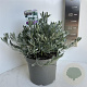 Convolvulus cneorum 30-40 cm 5,0L