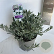 Convolvulus cneorum 30-40 cm 5,0L