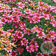 Coreopsis 'Madras Magic' GM P9