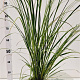 Cortaderia selloana 80-100 cm 4,0L