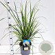 Cortaderia selloana 80-100 cm 4,0L