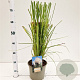 Cortaderia selloana 80-100 cm 4,0L