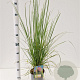 Cortaderia s. 'Rosea' 40-50 cm 2,5L