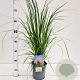 Cortaderia s. 'Rosea' 40-50 cm 2,5L
