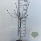 Prunus cistena 60 cm stam 5,0L