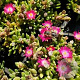 Delosperma c. 'Jewel of Desert P.' GM P9