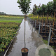 Prunus l. Etna 150 cm stam 12L