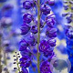 Delphinium 'Faust' GM  P11