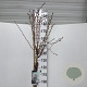 Prunus nipponica 'Brillant' 150 cm stam 15L