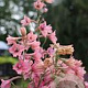 Delphinium 'Super Sensation' GM  P11