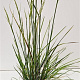 Deschampsia cesp. 'Goldschleier' 60-80 cm 4,0L