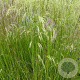 Deschampsia cesp. 'Waldschratt' GM P9