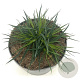 Dianthus carthusianorum GM 2,0L