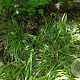 Diarrhena obovata GM P9