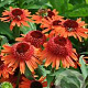 Echinacea Carrot Cake GM P9