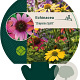 Echinacea 'Cheyenne Spirit' GM P9