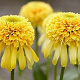 Echinacea 'Lemon Drop' GM P9