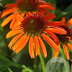 Echinacea Orange Skipper GM P9