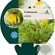 Echinacea paradoxa GM P9