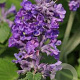 Nepeta 'Hill Grounds' GM P9