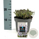 Nepeta 'Purssian Blue' GM 2,0L