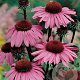 Echinacea p. 'Magnus' GM P9