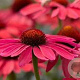 Echinacea p. Sweet Meadow Mama GM P9