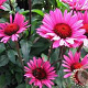 Echinacea p. 'Vintage Wine' GM P9