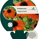 Echinacea 'Tangerine Dream' GM P9