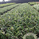 Echinops ritro 'Veitch's Blue' GM P9