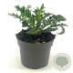 Echinops ritro 'Veitch's Blue' GM 2,0L