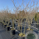 Amelanchier lamarckii 175-200 cm cont. 150L meerstammig