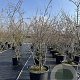 Amelanchier lamarckii 200-225 cm cont. 110L meerstammig