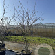 Amelanchier lamarckii 250-300 cm cont. 80L meerstammig