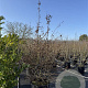 Carpinus betulus 200-225 cm cont. 80L