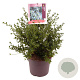 Ceanothus impressus 'Victoria' 40-45 cm 7,5L