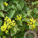 Epimedium perralc. 'Frohnleiten' GM P9