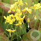 Epimedium perralc. 'Frohnleiten' GM P9